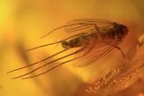Detailed Fossil Fly (Diptera) & Wood Splinter In Baltic Amber #90869-1
